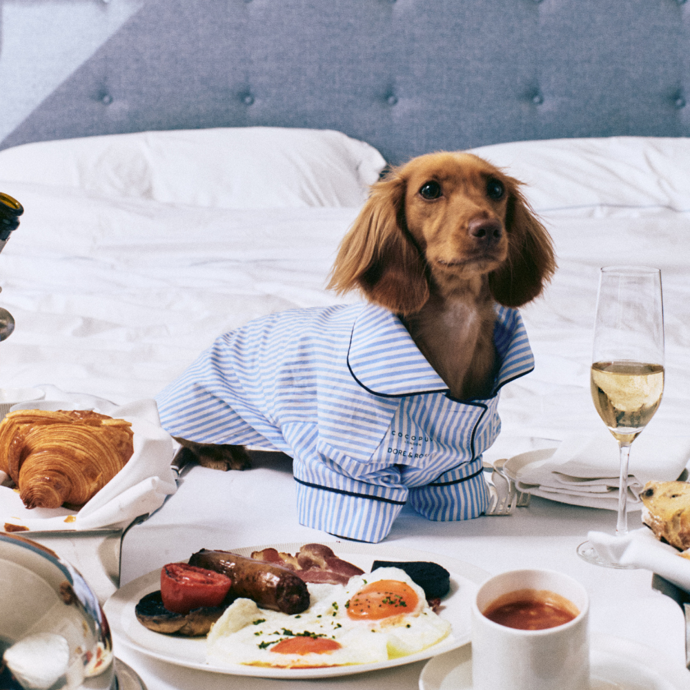 Dog Pyjamas