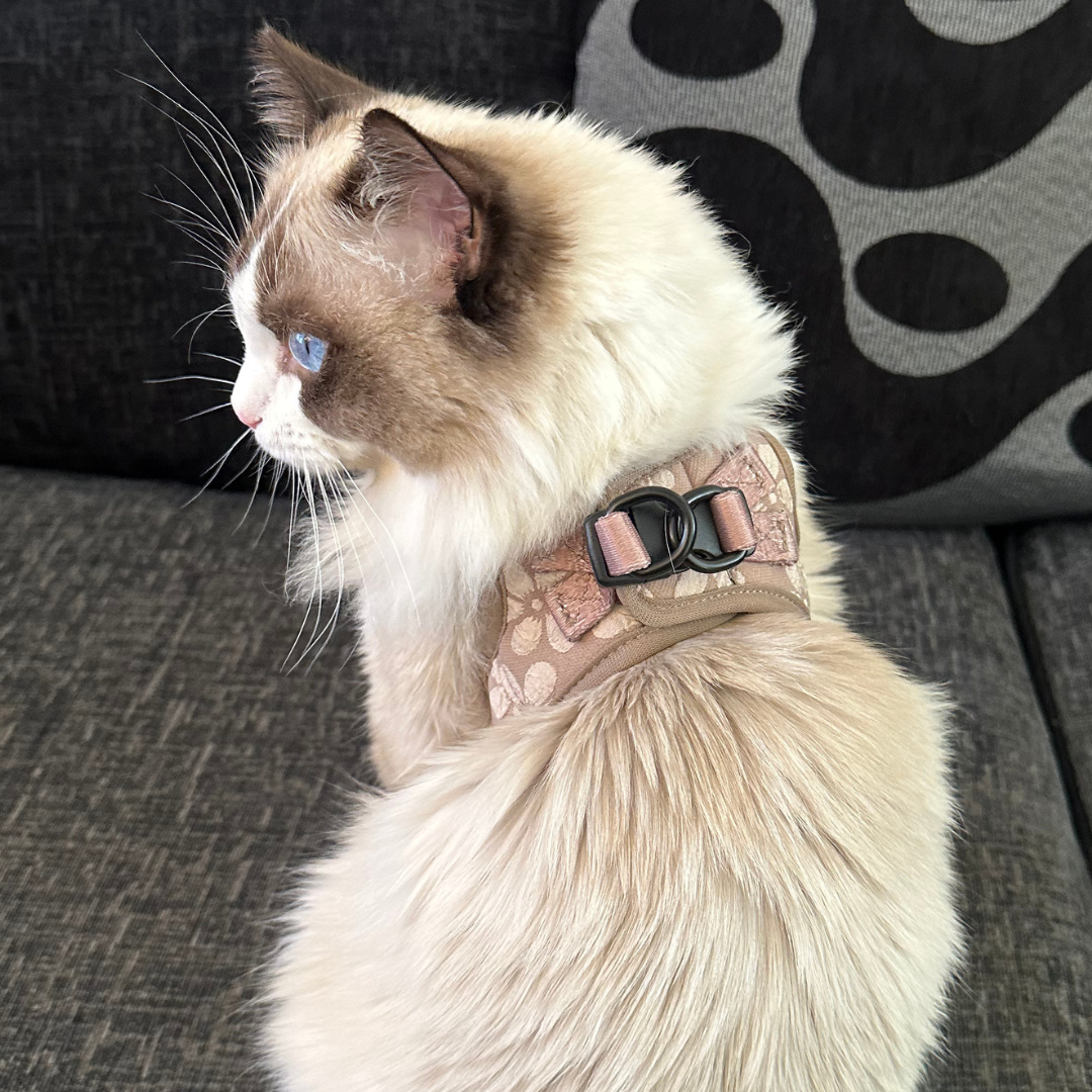 Cat Harness, Lead and Collar Bundle - Mocha Flower