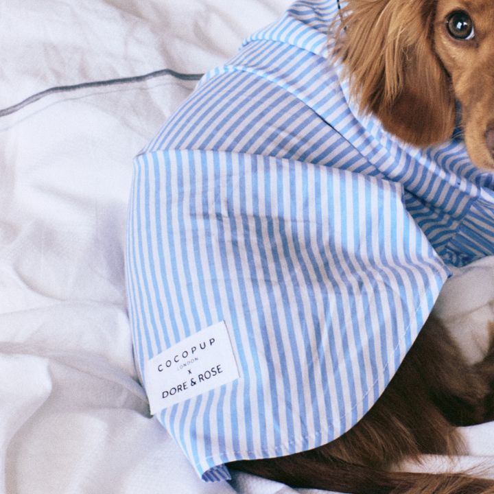 close up of a dog wearing light blue striped PJS