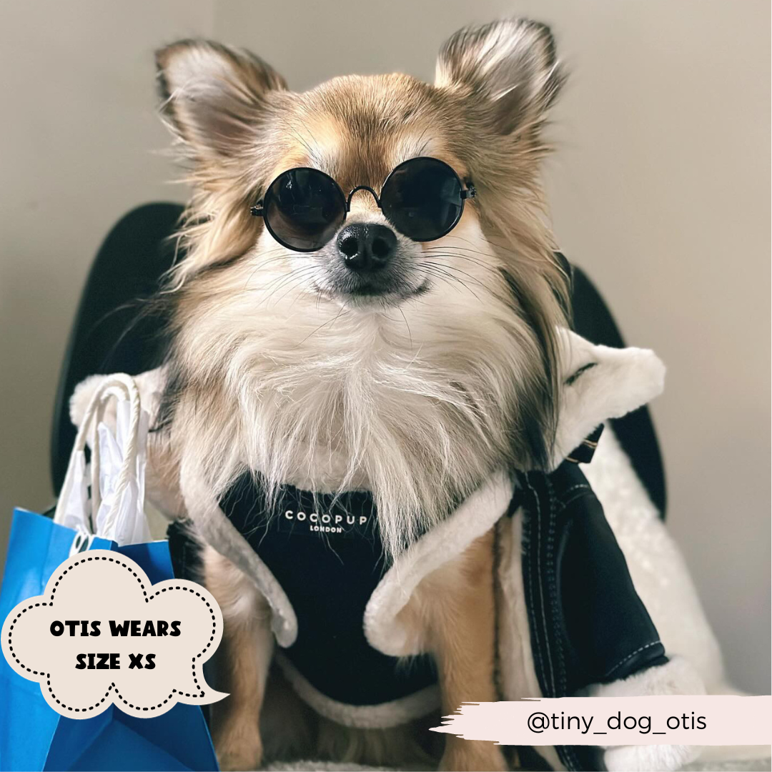 A small dog wearing round sunglasses and a stylish black Cocopup London jacket, sitting confidently with its new Black Aviator Adjustable Neck Harness, Lead & Collar Bundle. The dog has fluffy fur and there's a blue shopping bag to its side. A label on the left says "Otis wears size XS" and the handle "@tiny_dog_otis" appears at the bottom right.