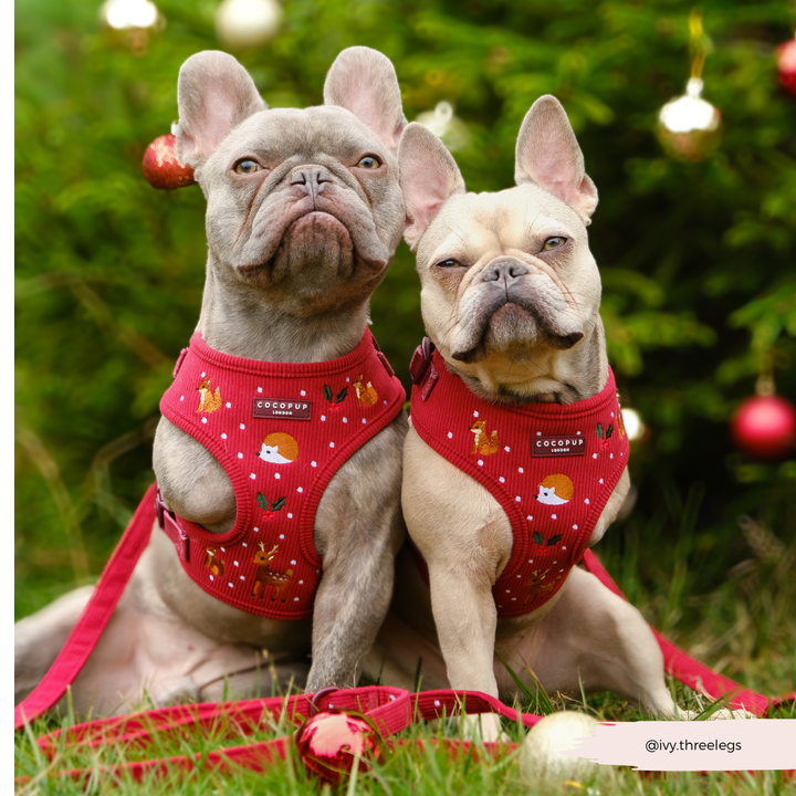 Holly Jolly Trails Adjustable Neck Harness, Lead & Collar Bundle