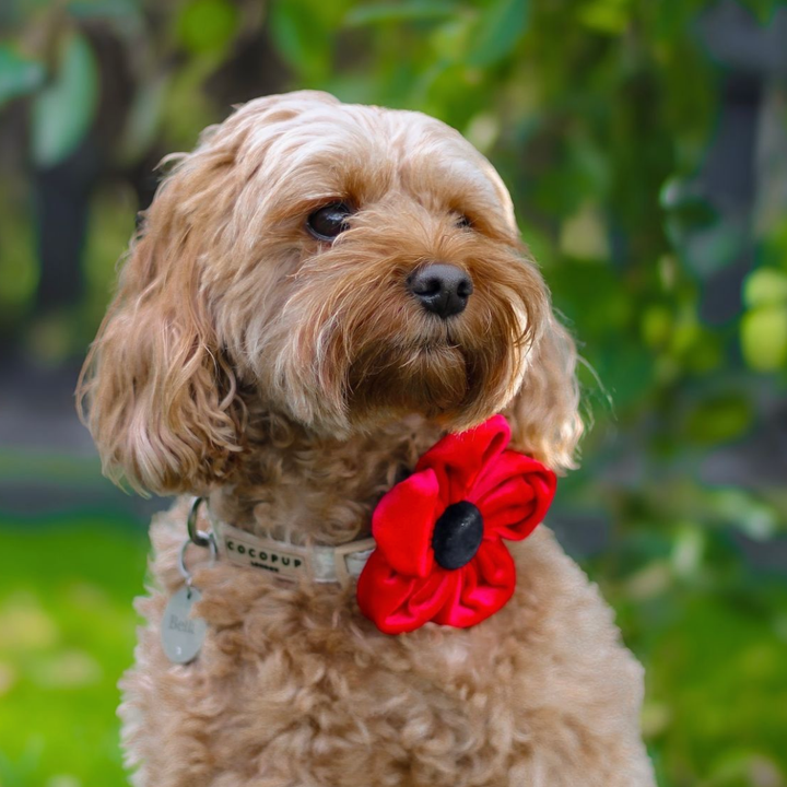 Poppy Collar Flower