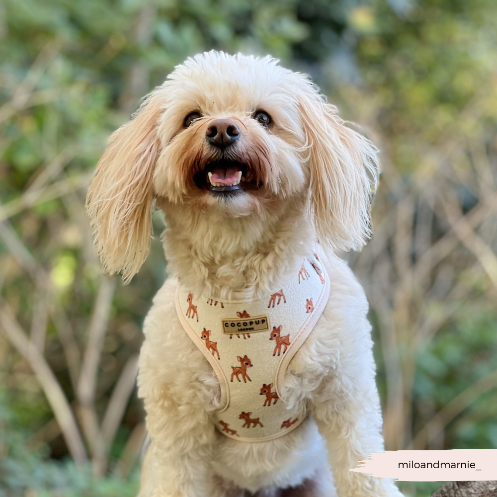 Fleecy Fawn Adjustable Neck Harness, Lead & Collar Bundle