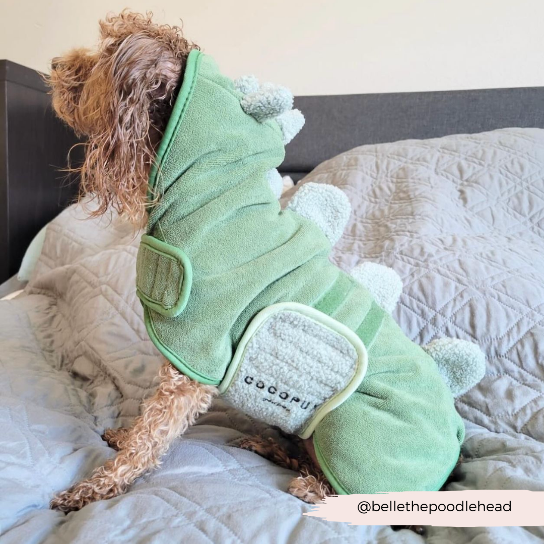 A small dog, possibly a poodle or a similar breed, sits on a bed wearing a green, dinosaur-themed costume with soft spikes along the back. The dog's curly fur is wet and cozily wrapped in the premium microfibre PRE-ORDER Dinopup Drying Robe by Cocopup London, secured with Velcro patches. The Instagram handle @bellethepoodlehead is displayed at the bottom right corner.