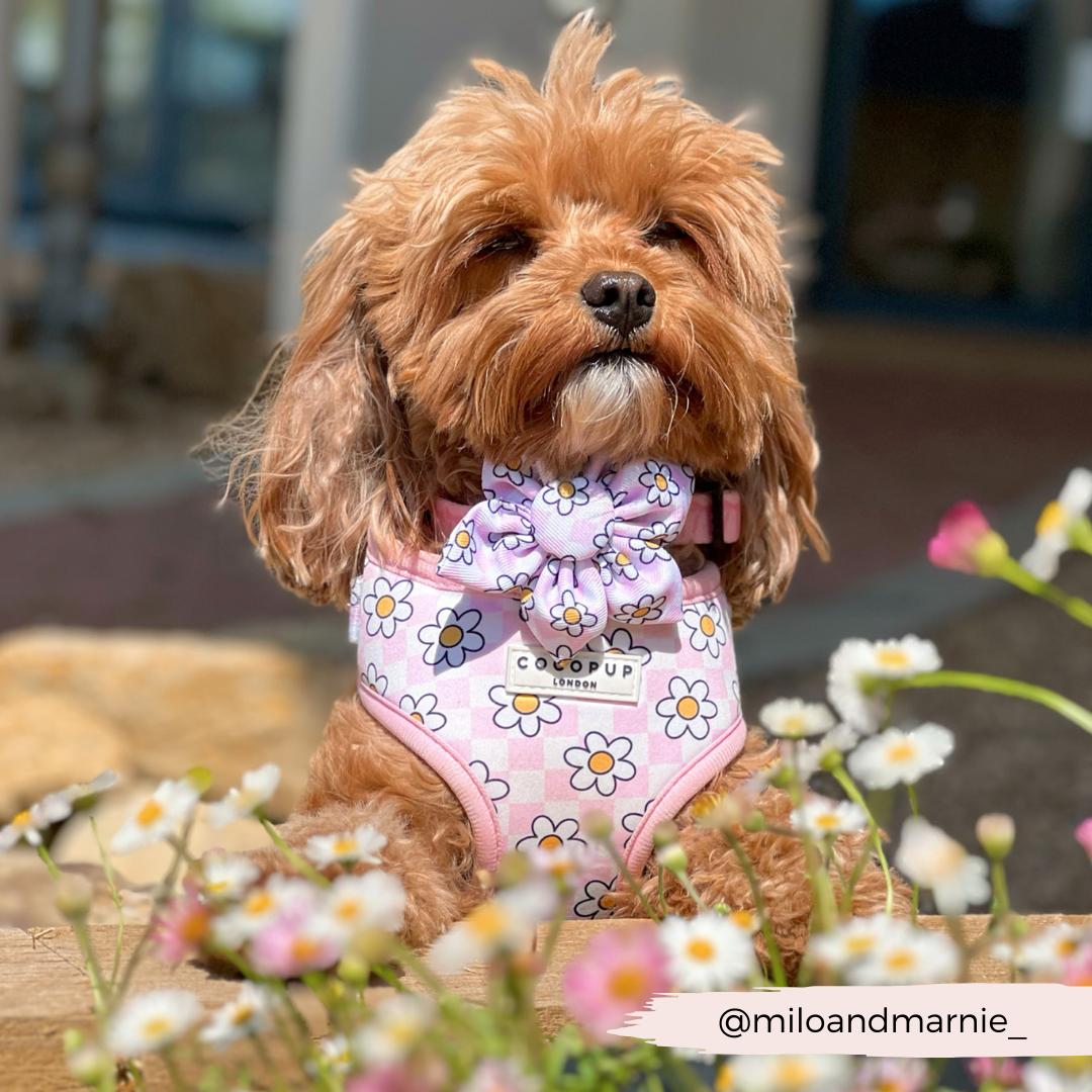 Daisy Gingham Rave Collar Flower