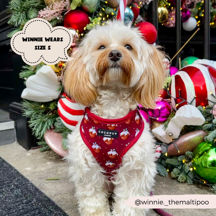 Woofmas Pudding Adjustable Neck Harness, Lead & Collar Bundle