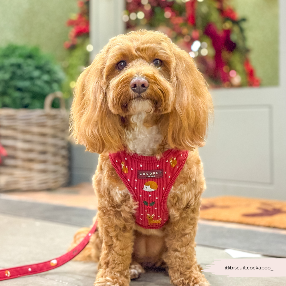 Holly Jolly Trails Adjustable Neck Harness, Lead & Collar Bundle