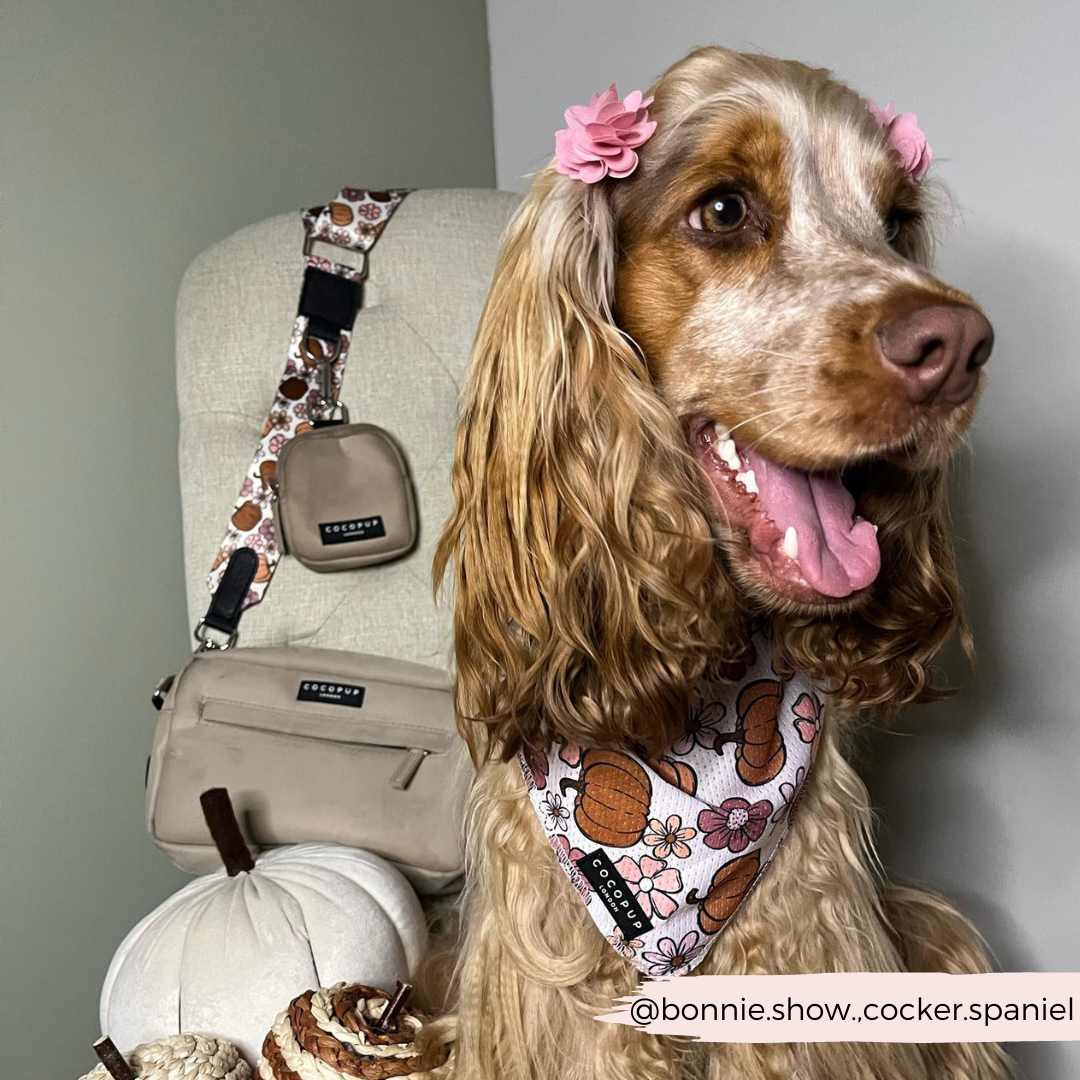 dog inside wearing pumpkin bandana, chair behind with dog walking bag and pumpkin strap