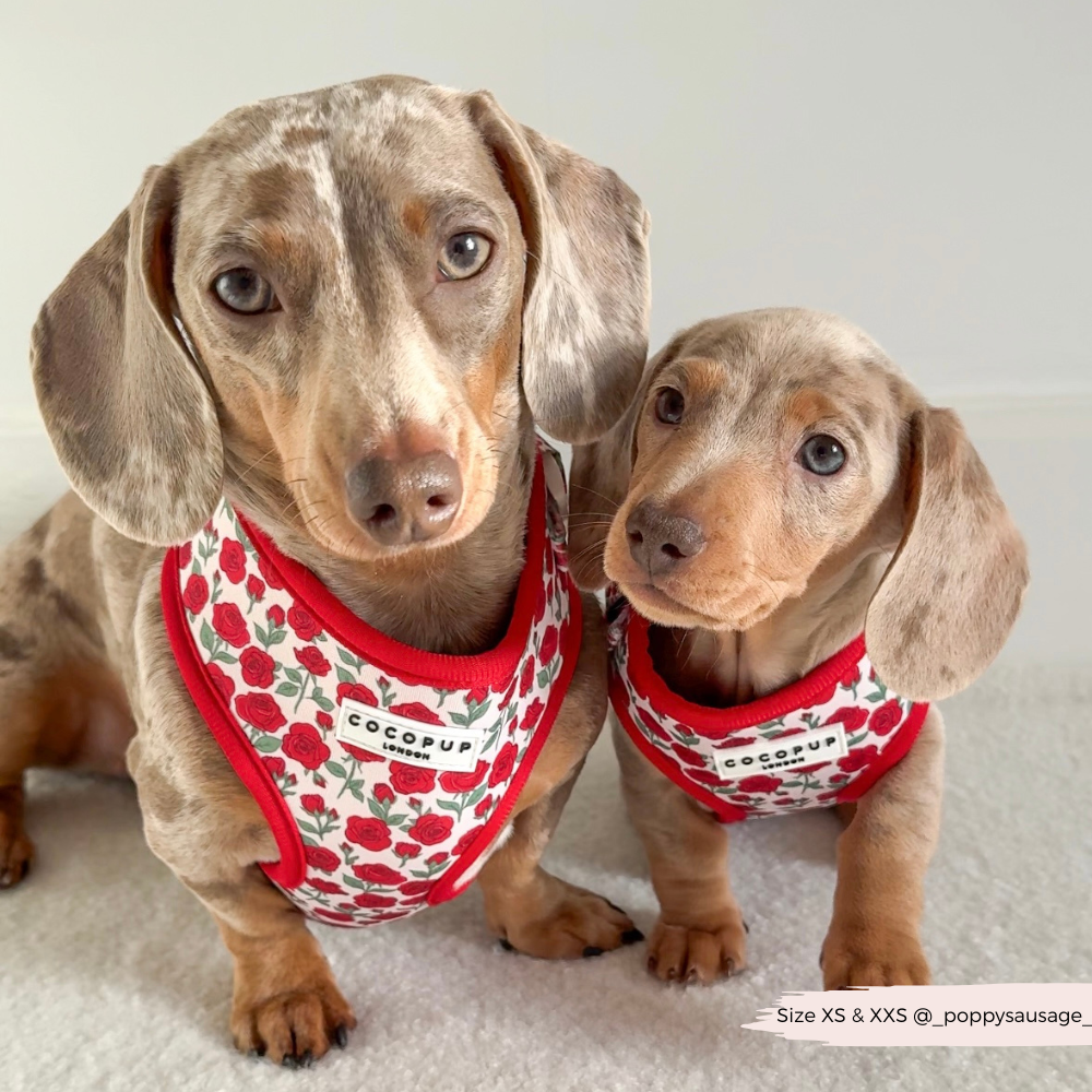 Barkquet of Roses Adjustable Neck Harness, Lead & Collar Bundle