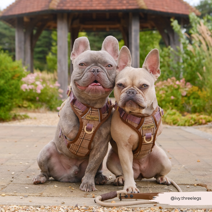 Explore Harness - Pup Plaid