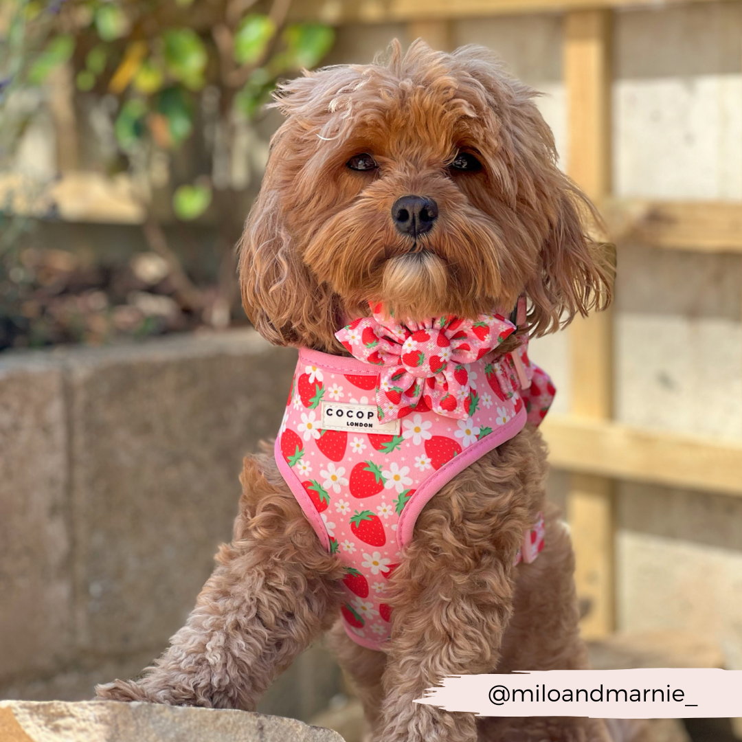 Pupberry Fields Collar Flower