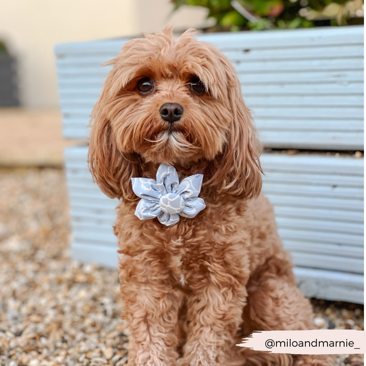 LUXE Baby Blue Flower Collar Flower