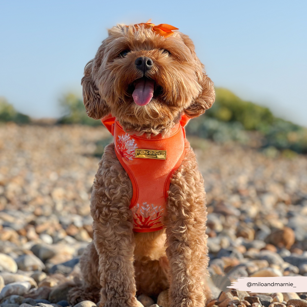 Luxe Velvet Adjustable Neck HARNESS- Coral Core