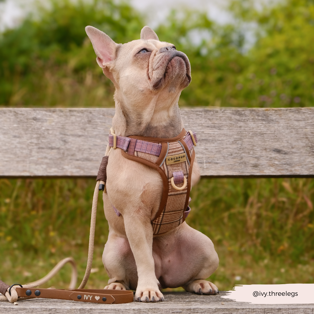 Explore Harness - Pup Plaid