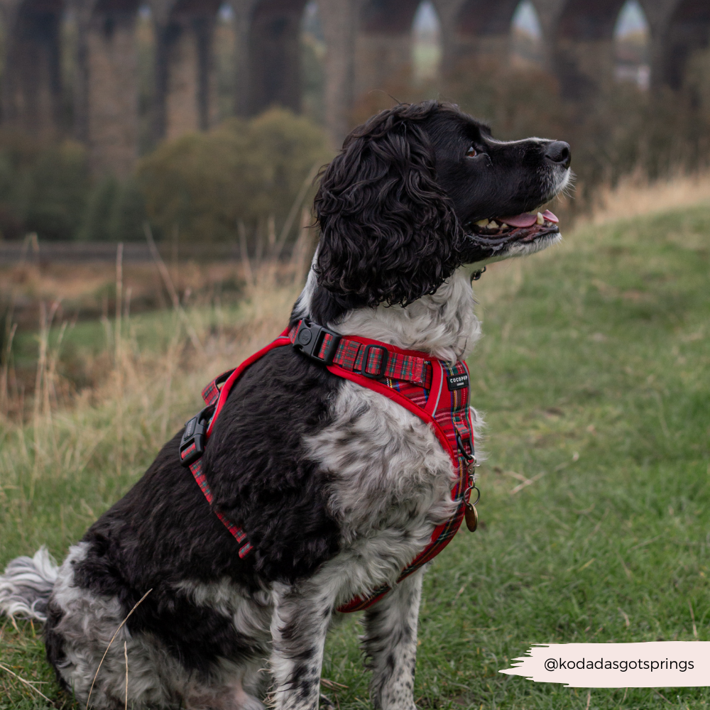 Explore Harness - Tartan