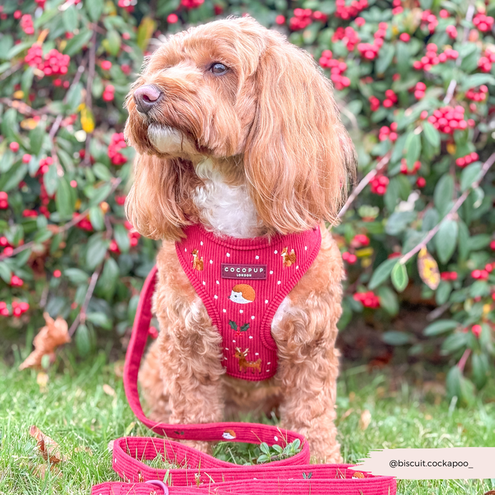 Holly Jolly Trails Adjustable Neck Harness, Lead & Collar Bundle