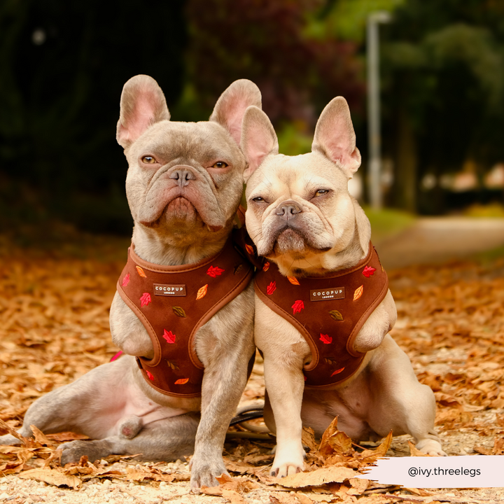 Pawtumn Leaves Adjustable Neck HARNESS