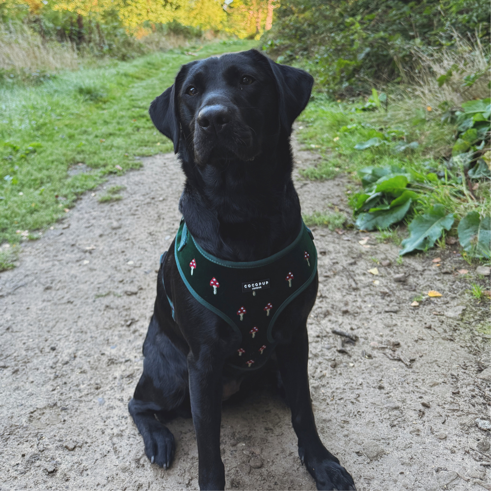 Toadstool Trails Adjustable Neck HARNESS