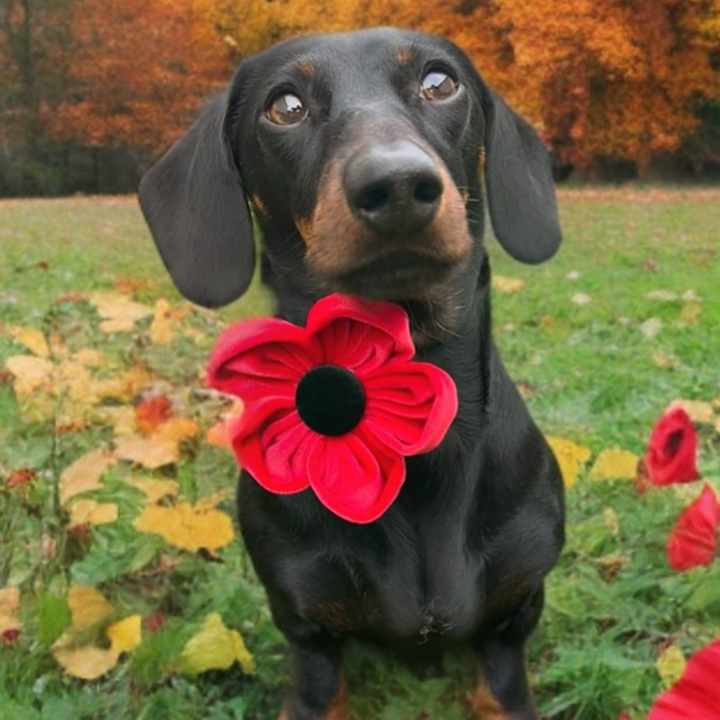 Poppy Collar Flower