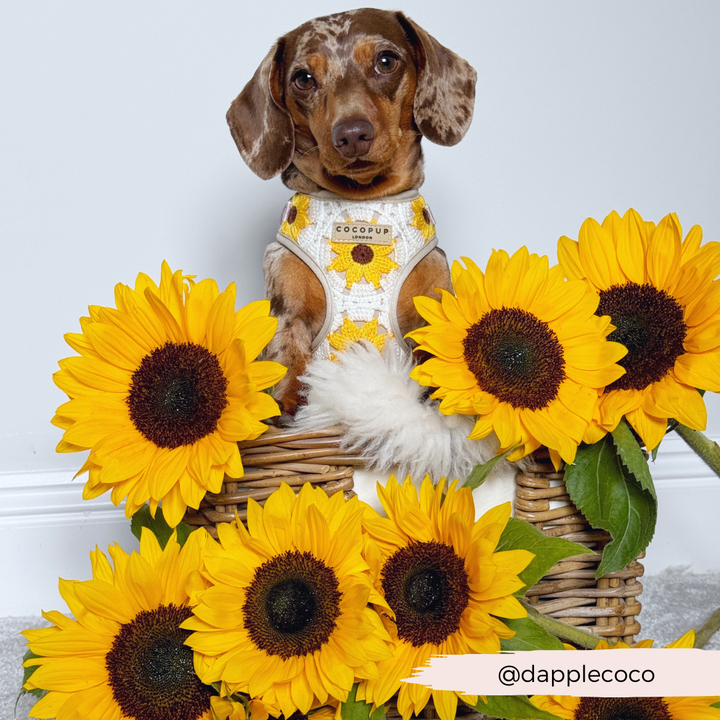 Sunflower Patch Adjustable Neck Harness, Lead & Collar Bundle