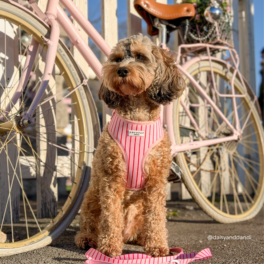 Candy Stripe Adjustable Neck Harness, Lead & Collar Bundle