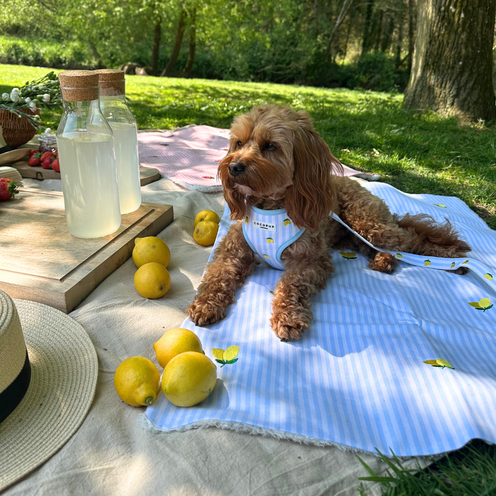 PERSONALISED Blanket - Living La Vida Lemon