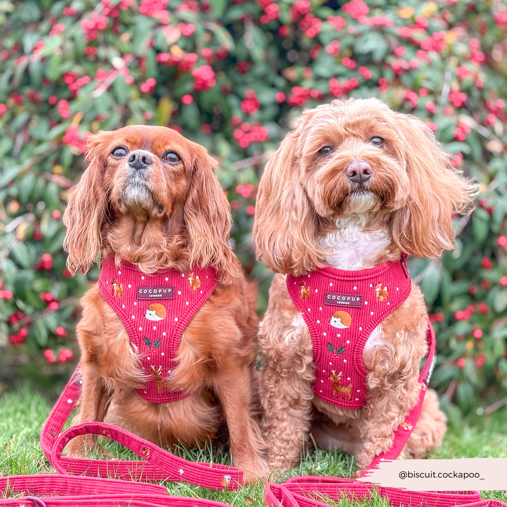 Holly Jolly Trails Adjustable Neck Harness, Lead & Collar Bundle