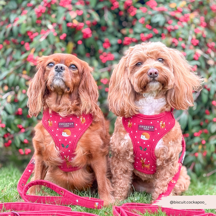 Holly Jolly Trails Adjustable Neck Harness, Lead & Collar Bundle