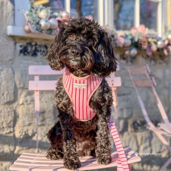 Candy Stripe Adjustable Neck Harness, Lead & Collar Bundle