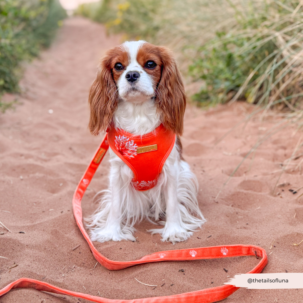 Luxe Velvet Adjustable Neck HARNESS- Coral Core
