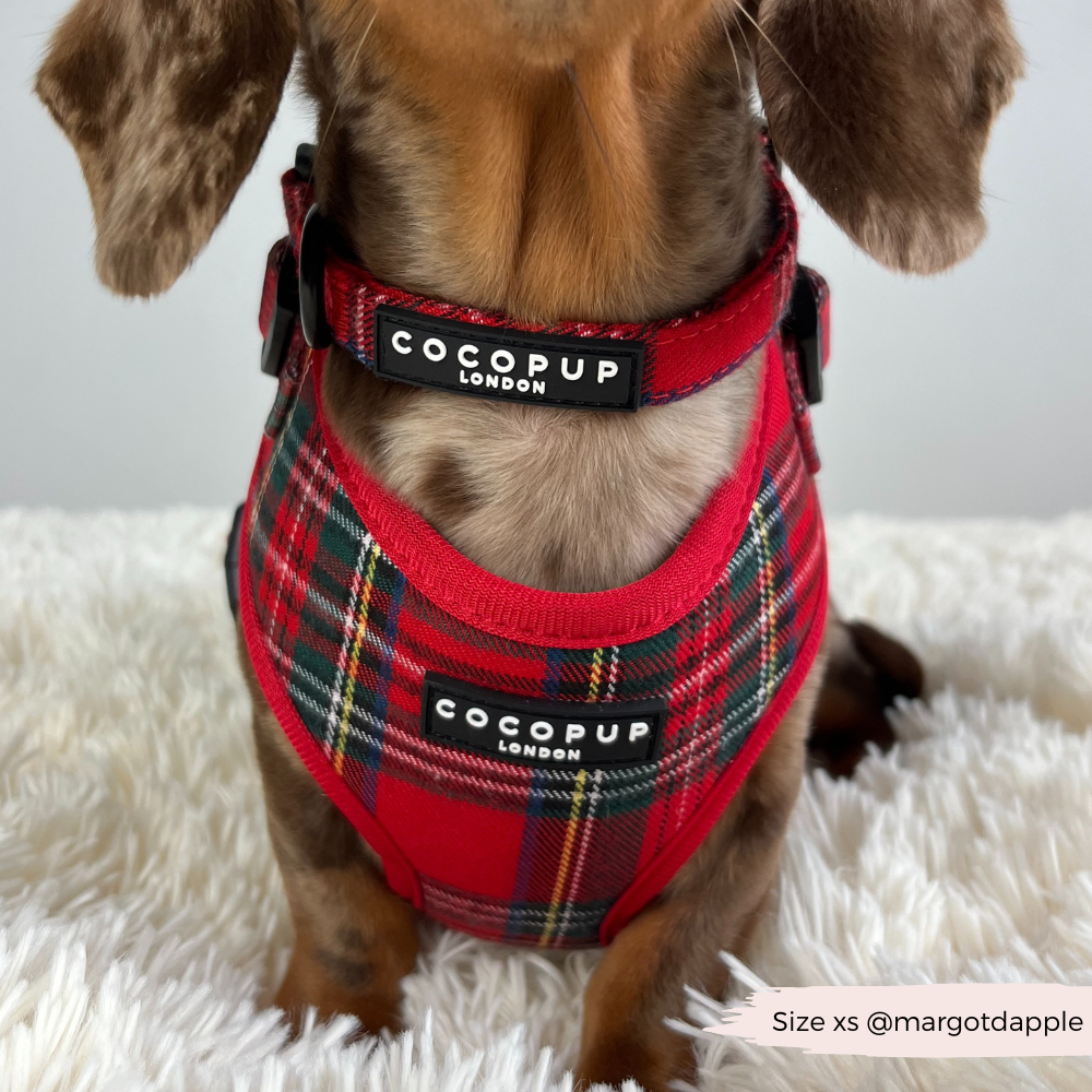 Tartan Adjustable Neck Harness, Lead & Collar Bundle