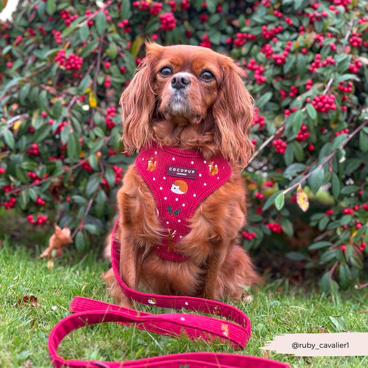 Holly Jolly Trails Adjustable Neck Harness, Lead & Collar Bundle