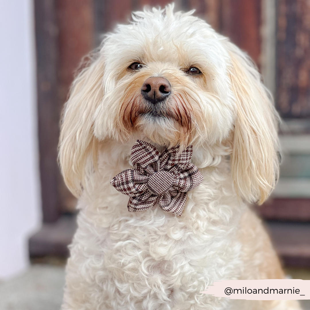 Pup Plaid Collar Flower