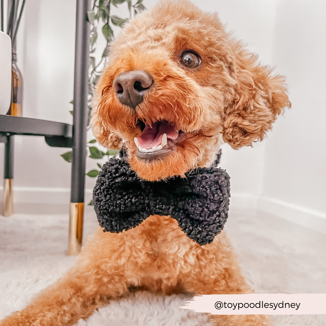 dog wears black bow tie