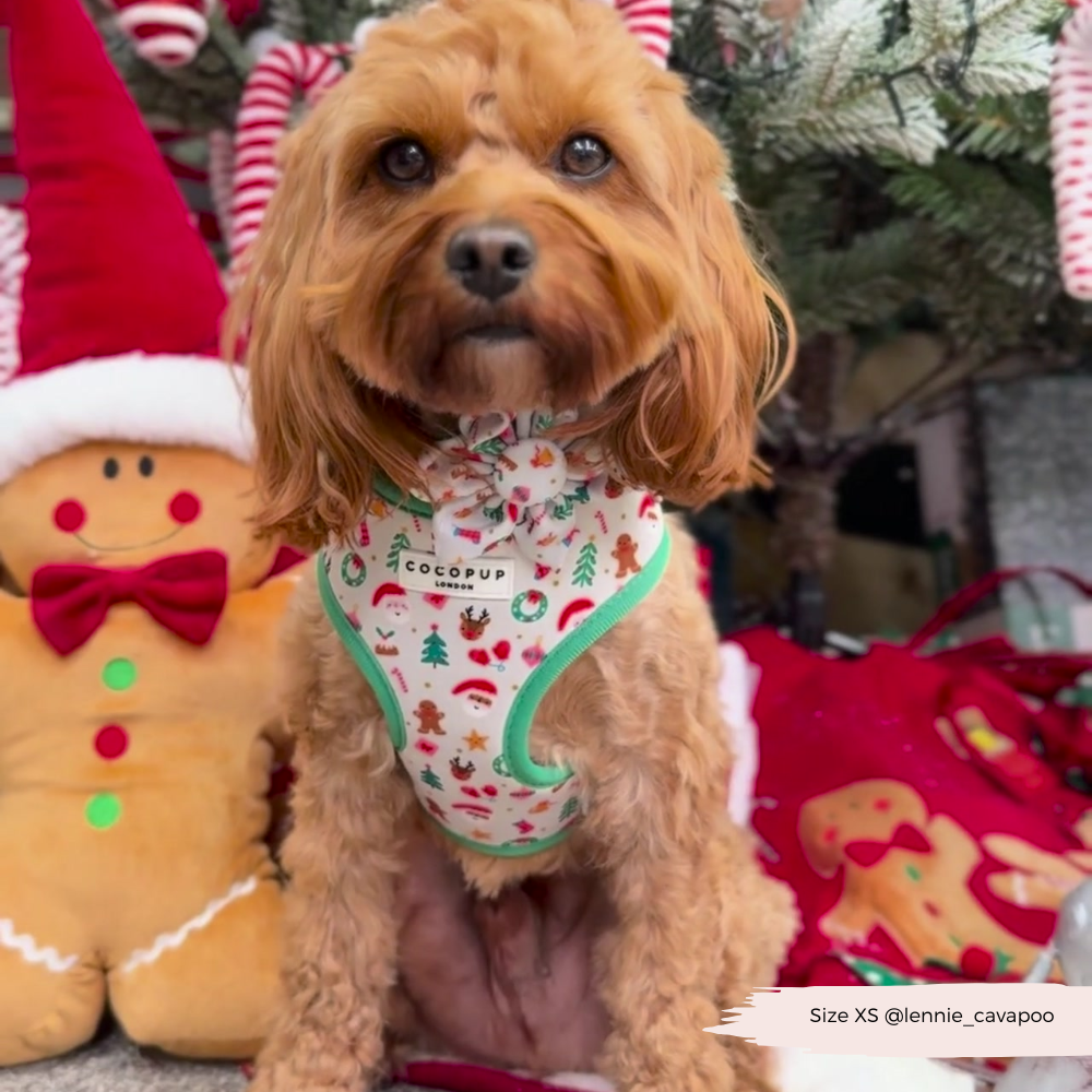 Christmas Pawty Adjustable Neck Harness, Lead & Collar Bundle