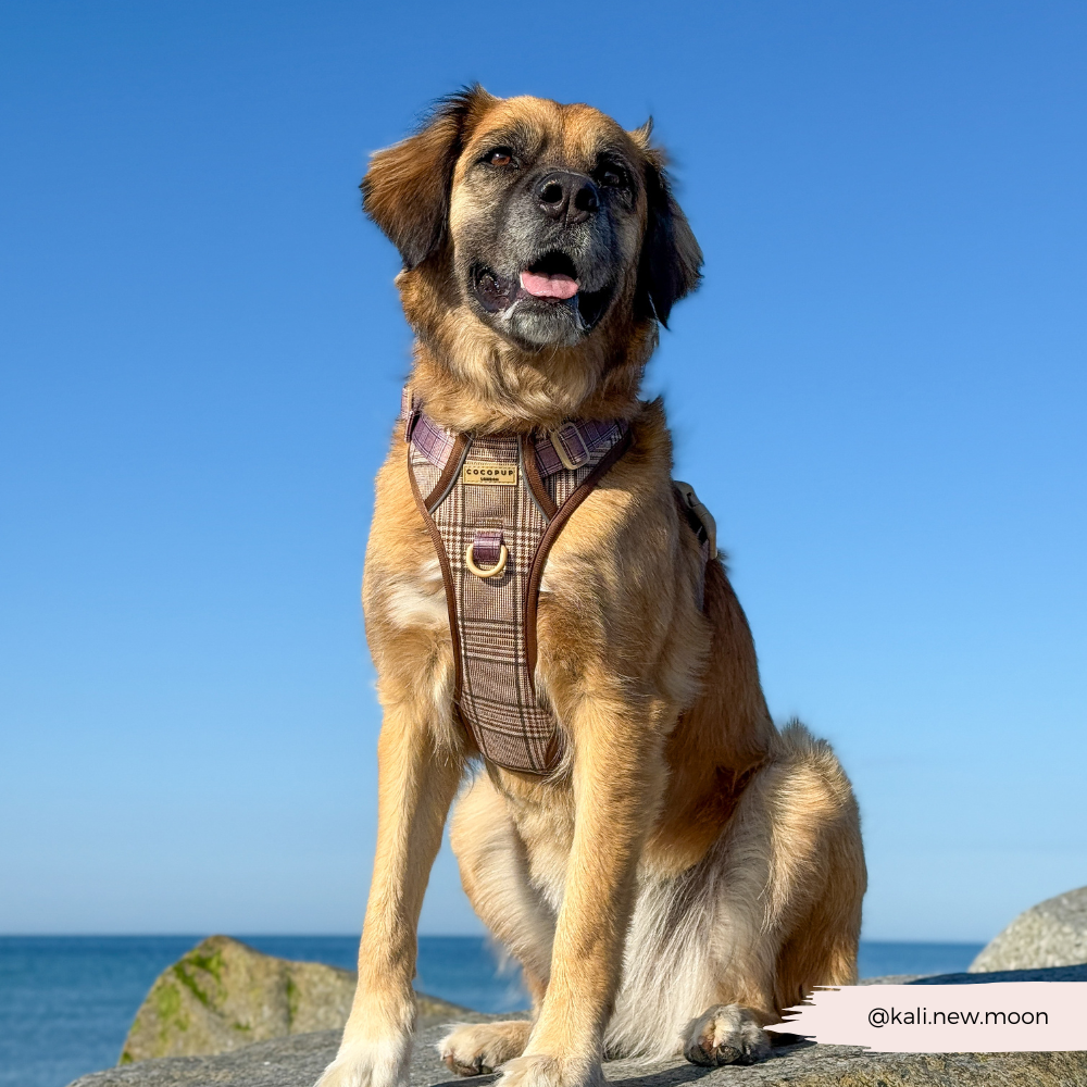 Explore Harness - Pup Plaid
