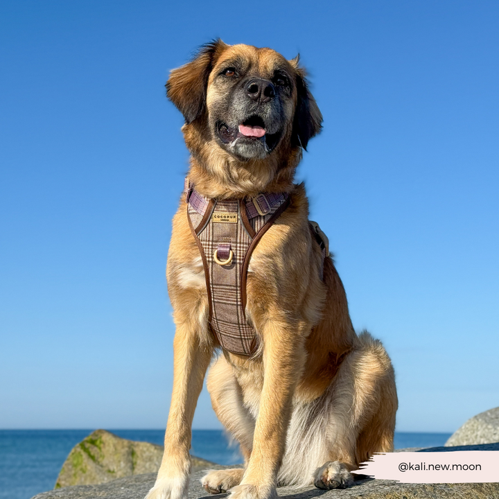 Explore Harness - Pup Plaid