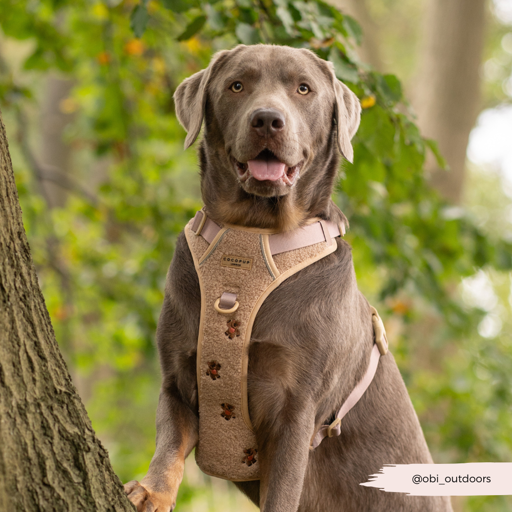 Explore Harness - Theo Embroidered Teddy