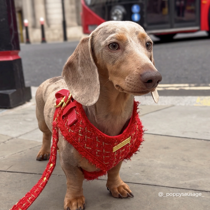 Red Textured Tweed Adjustable Neck HARNESS