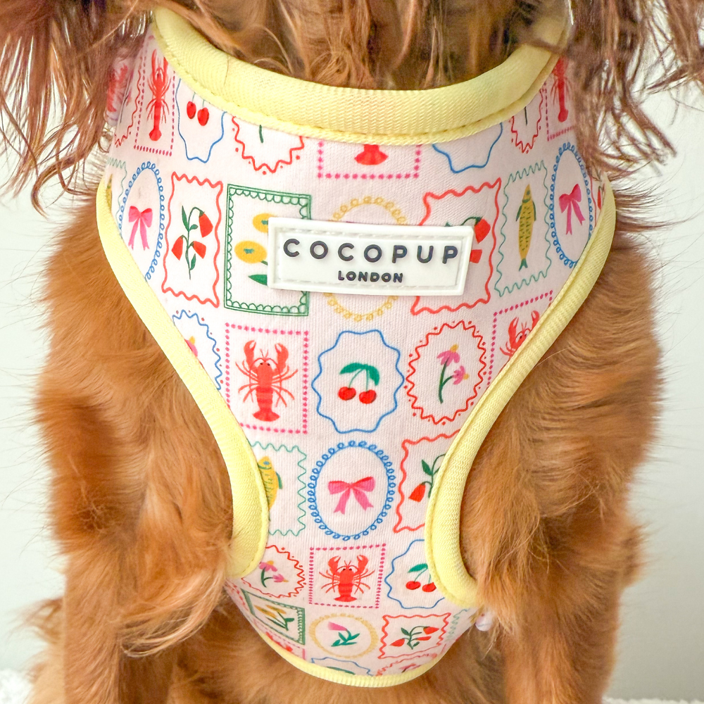 Dolce Vita Adjustable Neck HARNESS