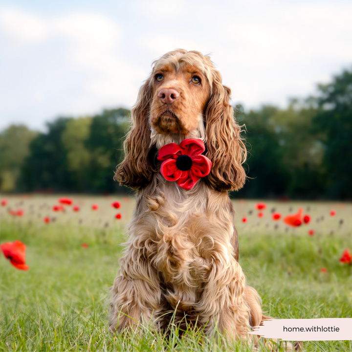 Poppy Collar Flower