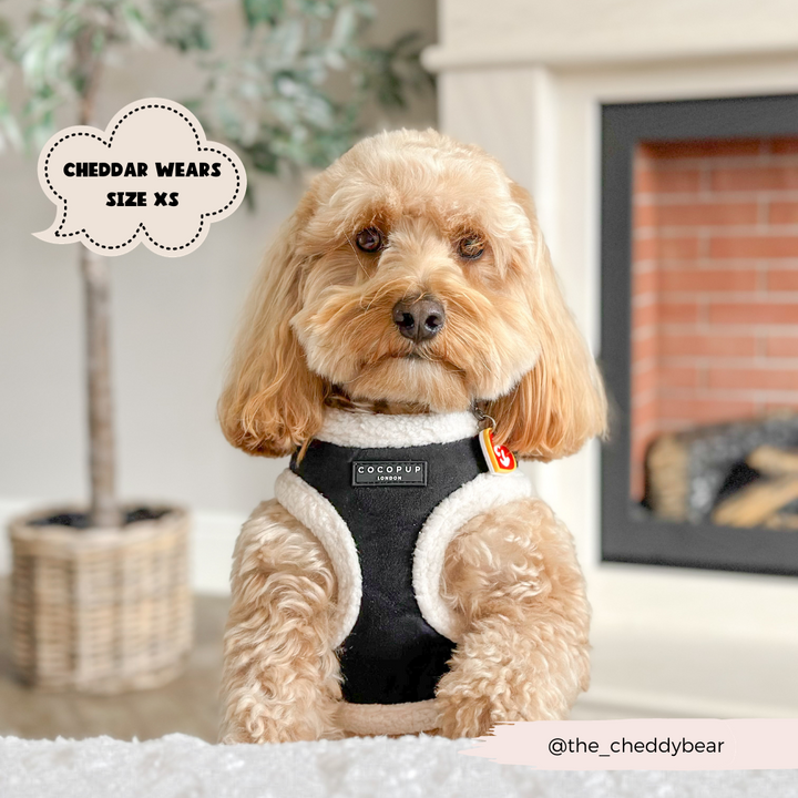 A small brown dog wearing a Black Aviator Adjustable Neck Harness from the Cocopup London bundle sits in front of a fireplace. A speech bubble in the corner reads, "Cheddar wears size XS." The Instagram handle "@the_cheddybear" is visible at the bottom right corner. Cheddar's cozy look is completed with an adjustable neck harness from our Black Aviator Harness, Lead & Collar Bundle.