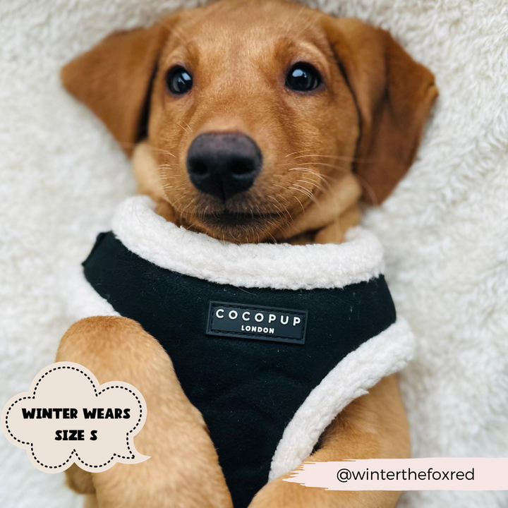 A light brown puppy wearing a Black Aviator Adjustable Neck Harness, Lead & Collar Bundle from Cocopup London lies on a fluffy white blanket. A caption on the left reads "Winter wears size S.” The Instagram handle @winterthefoxred is in the bottom right.