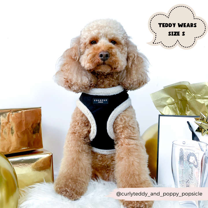 A fluffy brown dog in a Black Aviator Adjustable Neck Harness, Lead & Collar Bundle from Cocopup London sits in front of gold and white presents. A speech bubble indicates "Teddy wears size S." The dog's Instagram handle is @curlyteddy_and_poppy_popsicle. A glass and a framed picture are also visible in the background.