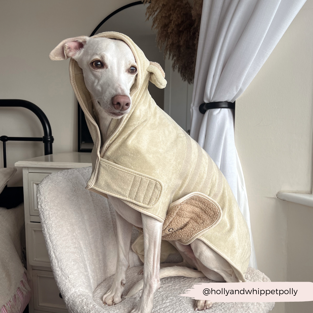 A white dog wearing a beige Teddy Drying Robe by Cocopup London sits on a white chair. The dog's head is tilted slightly, and one ear is peeking out from the hood. Behind the dog, there is a white curtain and a partially visible nightstand. Text overlay reads "@hollyandwhippetpolly.