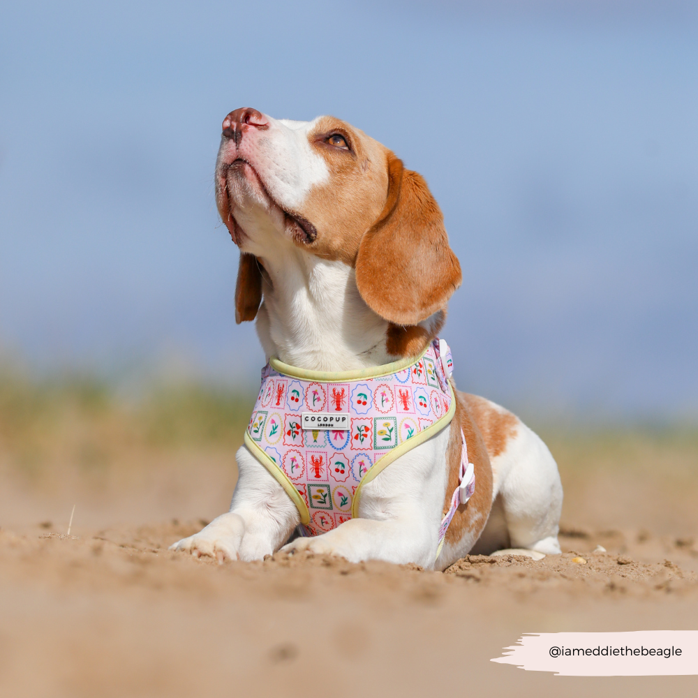 Dolce Vita Adjustable Neck HARNESS