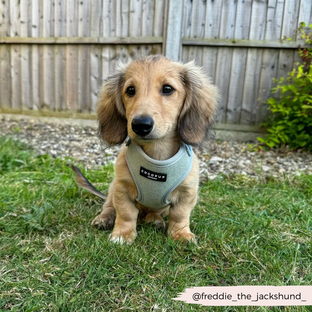 Sage Tweed Adjustable Neck Harness