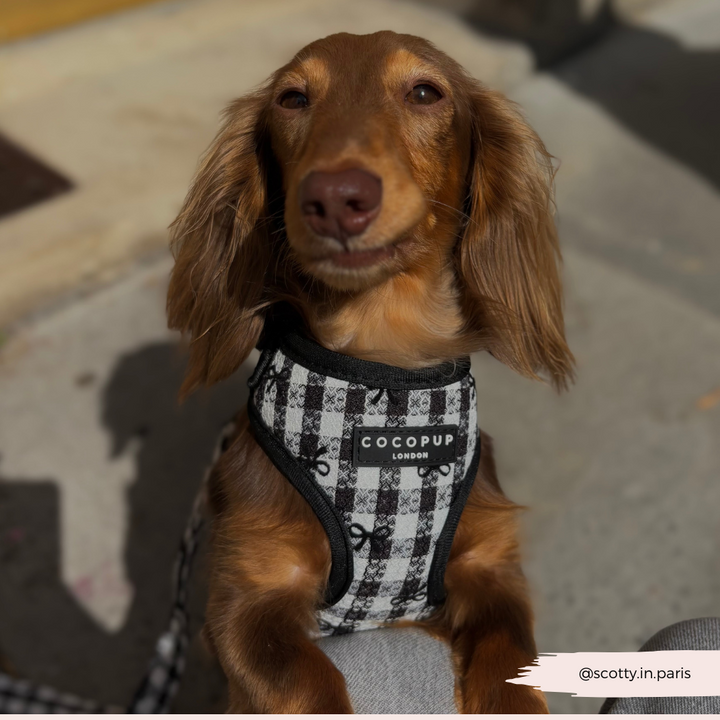 Pup in Paris Adjustable Neck Harness, Lead & Collar Bundle