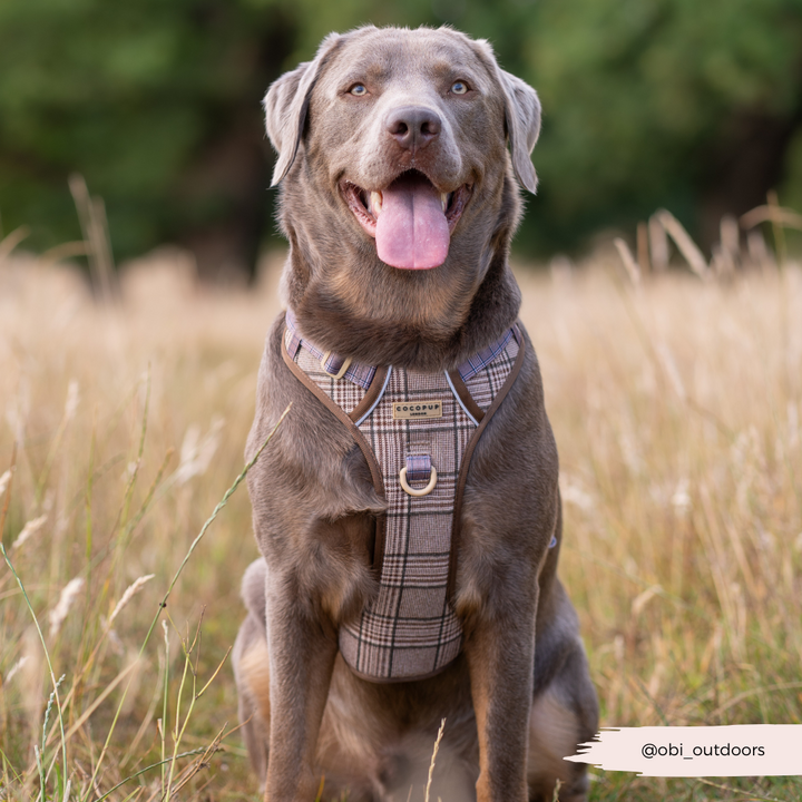 Explore Harness - Pup Plaid