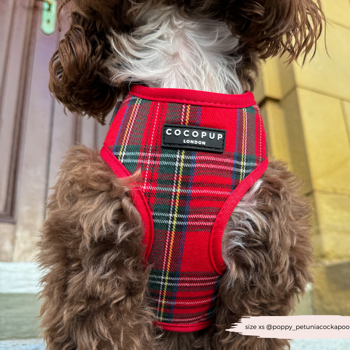 Tartan Adjustable Neck Harness, Lead & Collar Bundle